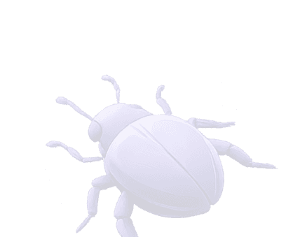 Bug Illustration